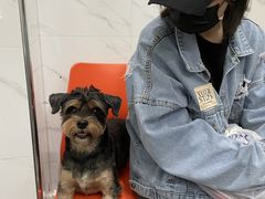 -伟伟宠物医院·CT影像中心·瑞派犬猫综合性门诊(汉口总院)