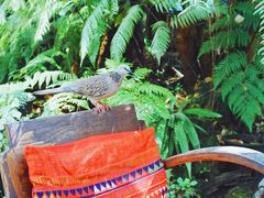 -Fern Forest Cafe