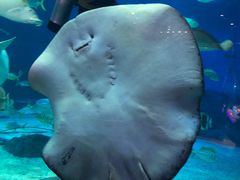 -烟台海昌鲸鲨海洋公园