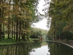 -上海共青森林公园