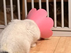 -柏萃动物医院·骨科·牙科