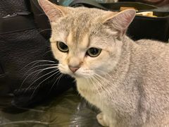 -猫色咖啡·猫咖