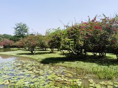 -中国科学院西双版纳热带植物园