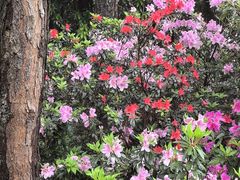 -铁山坪森林公园