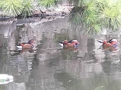 -志龙皇冠吃货椰子铺