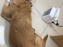 -美联众合动物医院·24h京西诊疗中心