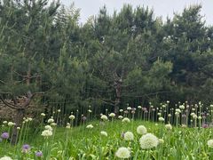 -皇家御河游(紫御湾码头)