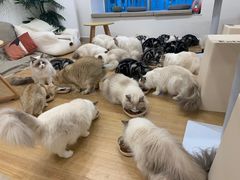 -有喵·猫咖·狗咖·30几只猫10只小狗(岗厦店)