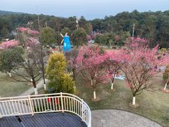 -铁山坪森林公园