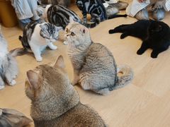 -有喵·猫咖·狗咖·30几只猫10只小狗(岗厦店)