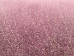 -羊亭河湿地公园