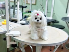 -鑫艺宠物美容培训学校