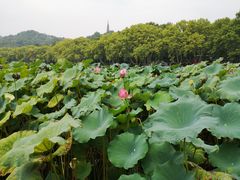 -西湖游船