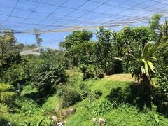 -吉隆坡雀鸟公园