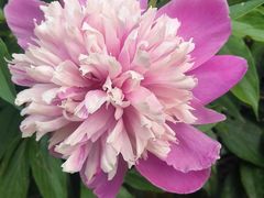 -洛阳郁金香牡丹园