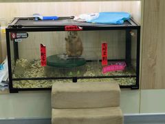 -佩兹宠物医院肿瘤专科·眼科·牙科(黄浦店)