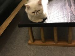 -豆老板的猫咖啡(碑林博物馆店)