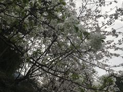 -南山植物园