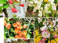 -海棠花溪(元大都城垣遗址公园)