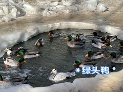 -新疆天山野生动物园