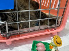 -纳吉亚猫专科动物医院·北北分院
