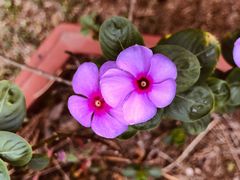 -松山湖梦幻百花洲