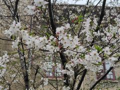 -武汉大学-樱园