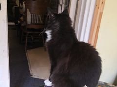 -猫色咖啡·猫咖
