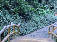 -莫里热带雨林景区