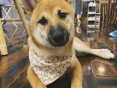 -豆柴町-柴犬主题狗咖(红鼎国际C座店)