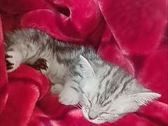 -客栈猫舍(中央北路店)