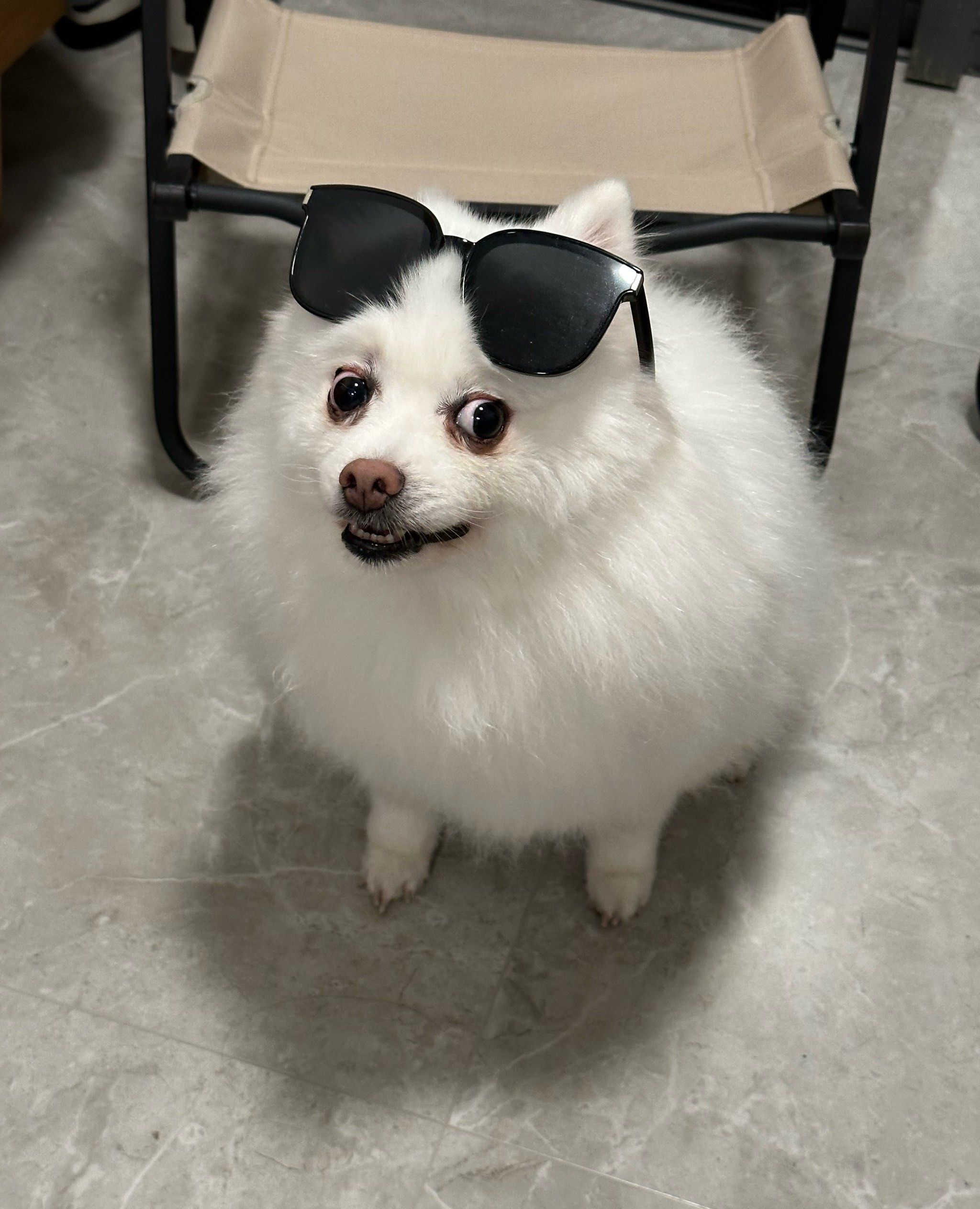 戴眼镜的它很帅!