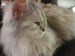 -more than meow吴止猫主题餐厅(承德 中船汇店)