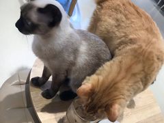 -藏猫猫咖啡主题馆(中央大道店)