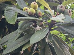 -鸡柳大人(汇金新地广场店)