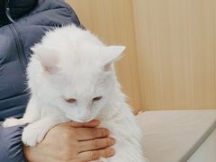 -瑞派·关忠动物医院·猫专科·犬专科(三环新城店)