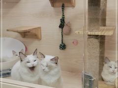 -猫宠乐园·专业洗护