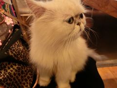 -more than meow吴止猫主题餐厅(承德 中船汇店)