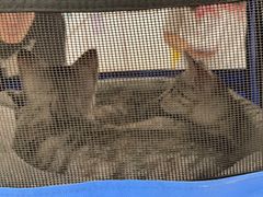 -佳雯宠物医院(四明中路分院)