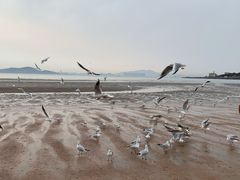 -青岛第三海水浴场
