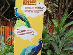 -广州长隆飞鸟乐园