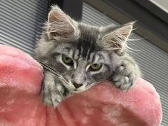 -十年猫舍·猫咪专门店(普陀店)