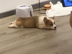 -浣熊柯尔鸭土拨鼠·电玩咖