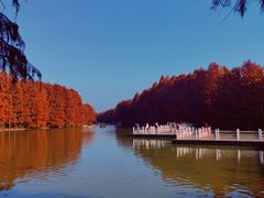 -上海海湾国家森林公园