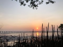 -宝安西湾红树林湿地公园