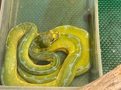 -上海大自然野生昆虫馆(东方明珠·爬宠昆虫探索中心)