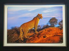 -罗红摄影艺术馆