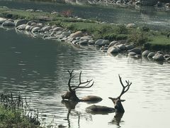 -北京麋鹿生态实验中心