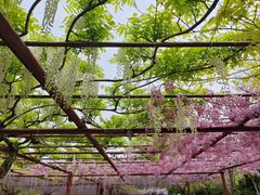 -嘉定紫藤园