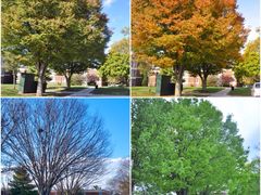 -翡翠拉面小笼包(机场DFS店)